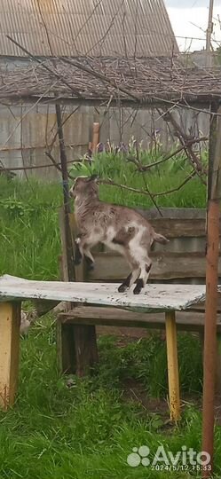 Альпийские козлята помесь