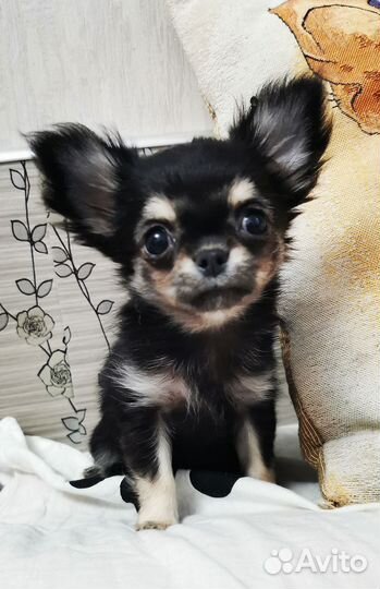 Щенки чихуахуа мини девочки