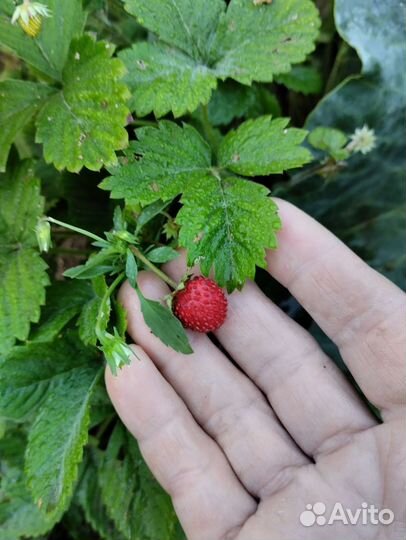 Ремонтантная земляника