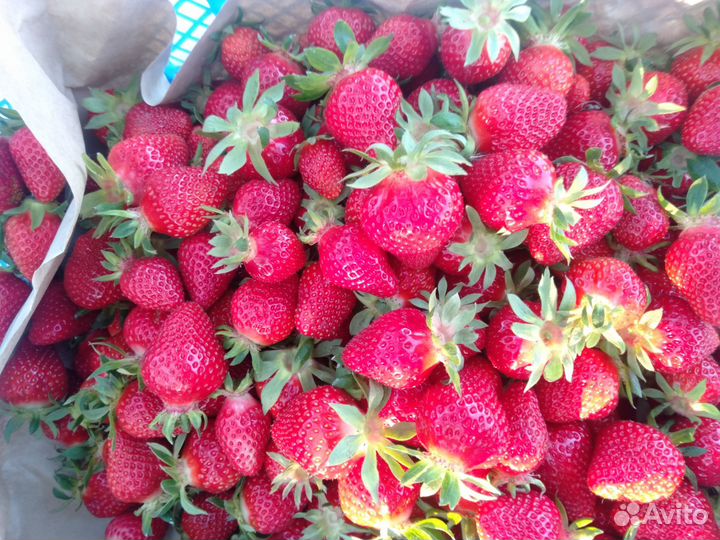 Клубника домашняя