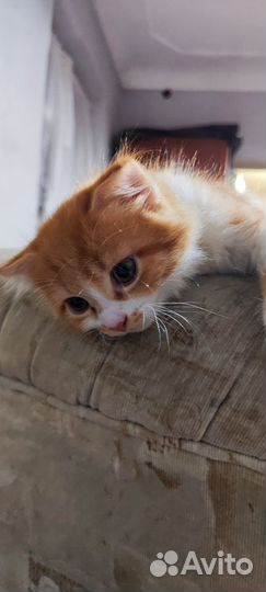 Шатланские вислоухие котята