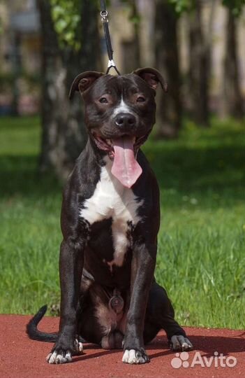 Питбультерьер