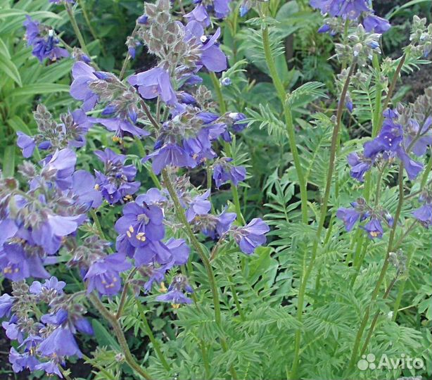 Многолетники садовые