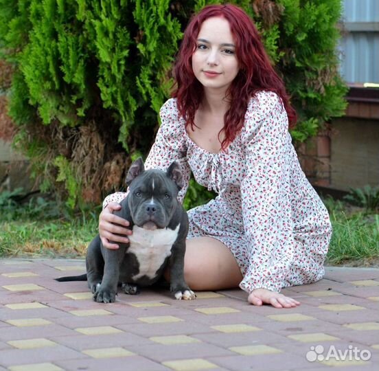 Американский булли покет Девочка