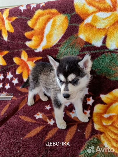 Сибирский хаски