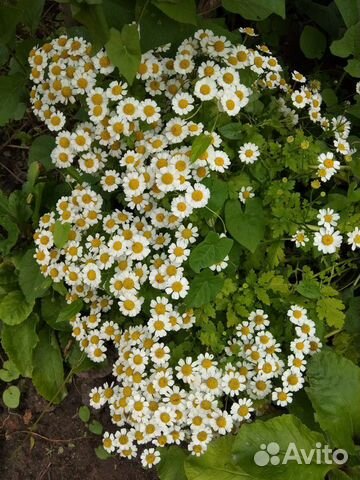 Цветы многолетние