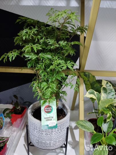 Полисциас бонсай