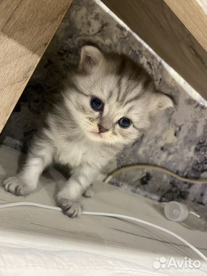 Шотландские котята