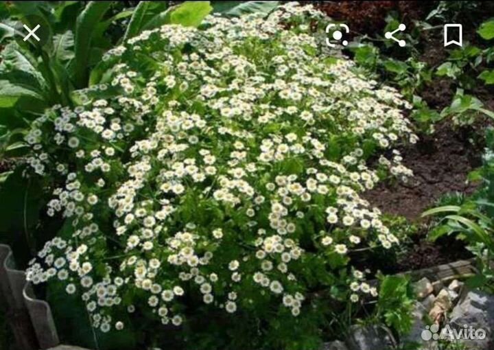 Садовые Цветы Цветы для Вашего Сада