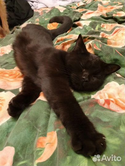 Кот в добрые руки