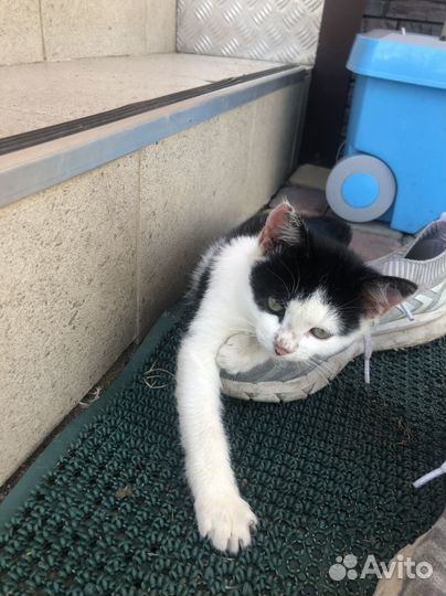 Котенок в дар бесплатно