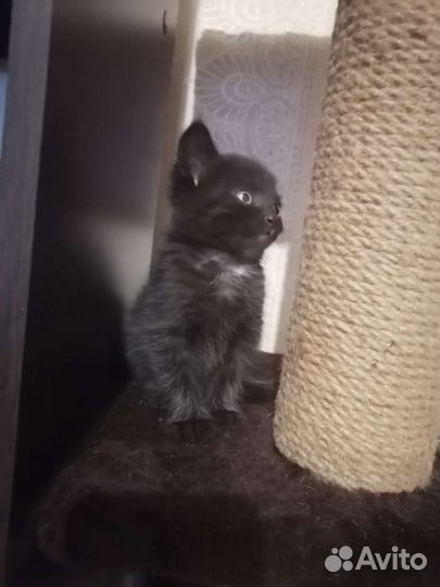 Котята в добрые руки мальчики