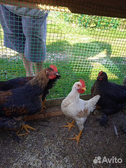 Молодые петушки