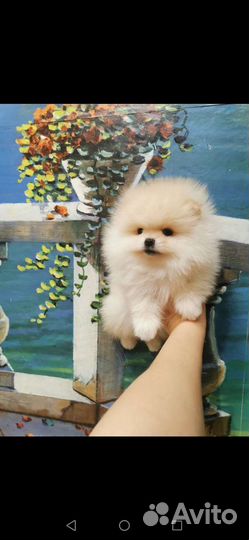 Шпицы рыжие и кремовые