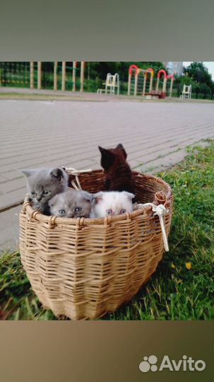 Британские котята