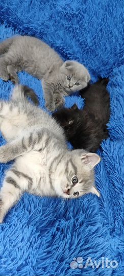 Шотландская