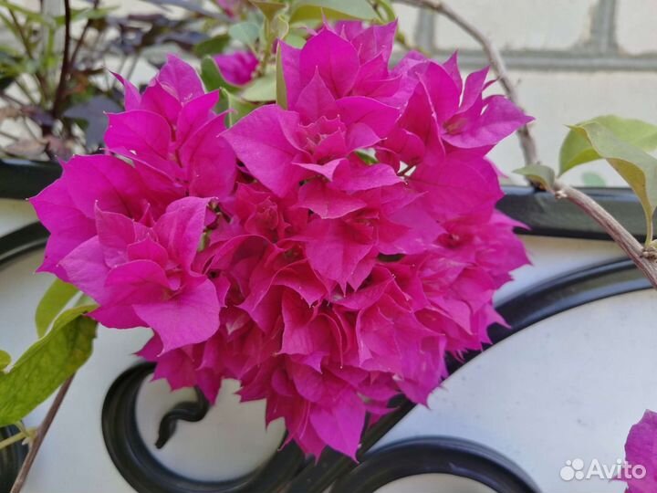 Бугенвиллия