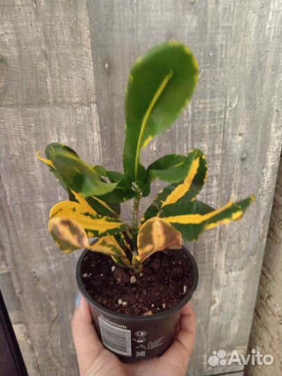 Кротон Мами