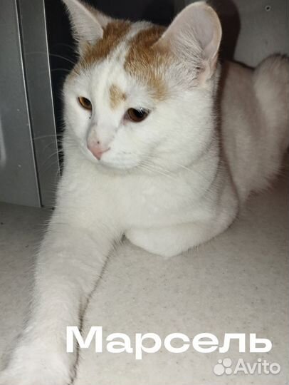 Котята подростки в добрые руки