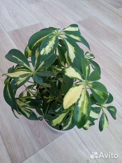 Шефлера, фикус барок, сафари, регидан