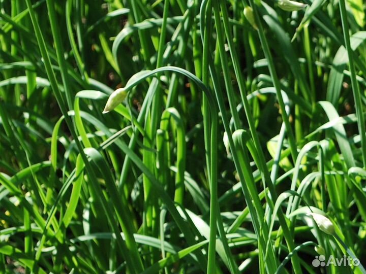 Джусай китайский лук семена