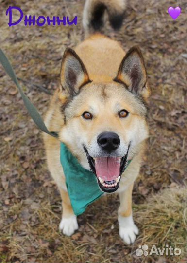 Собака из приюта ищет хозяина