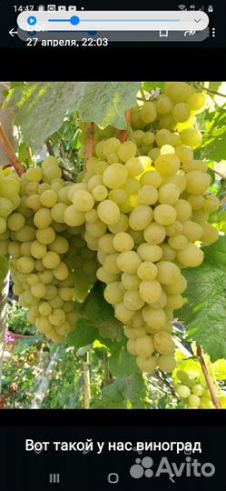 Виноград