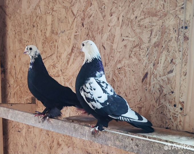 Голуби леушковские