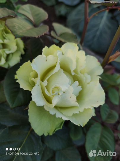 Саженец Роза Лимбо салатовая