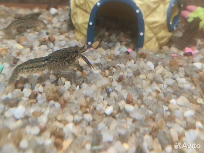 Сомики анциструсы, мраморные раки