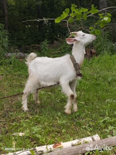 Зааненская дойная коза