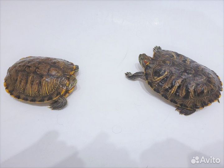 Отдадим 2х красноухих черепах