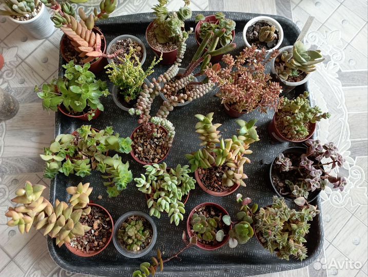 Крассулы, суккуленты