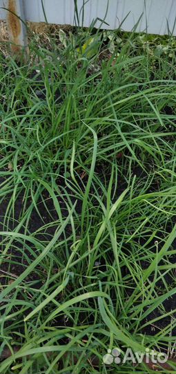 Многолетний душистый лук джусай