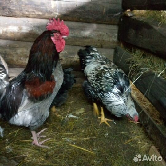 Продам молодых петухов