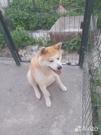 Акита ину