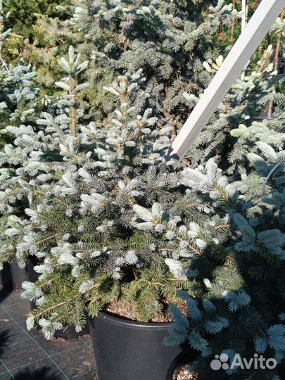 Ель колючая Супер Блю Сидлинг высота 0,8-1 м