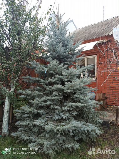 Елка,ель голубая живая