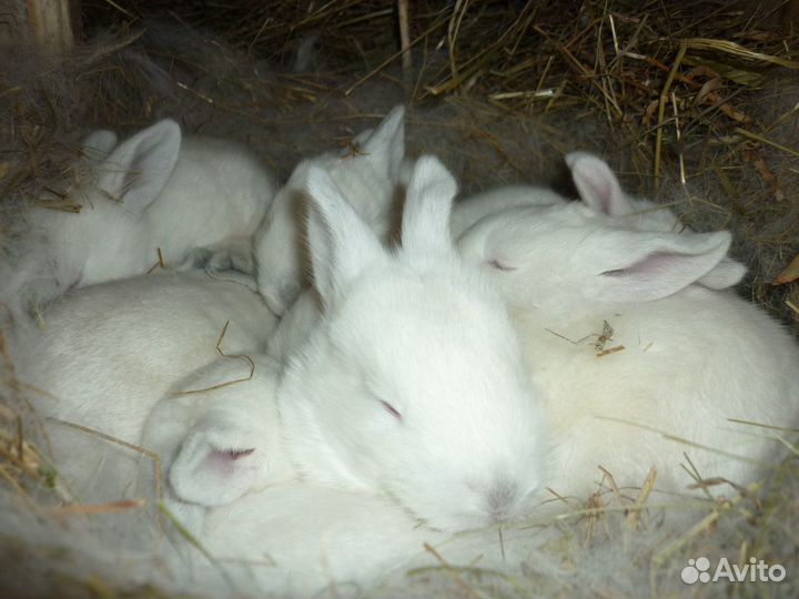 Калифорнийский кролик