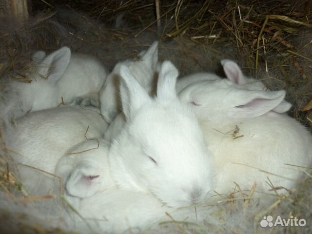 Калифорнийский кролик