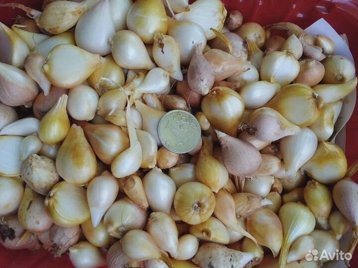 Тюльпаны детки луковиц. Бесплатно