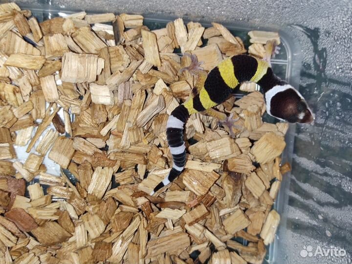 Ящерица эублефары