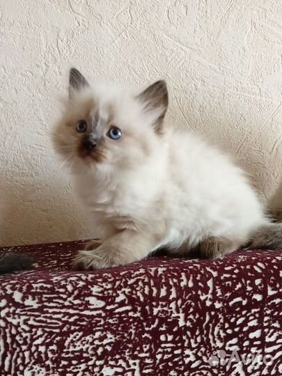 Котята тайские