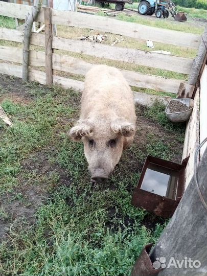 Хряк Венгерская мангалица