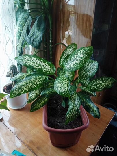 Диффенбахия