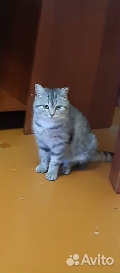 Молодая кошечка Нюша в добрые руки