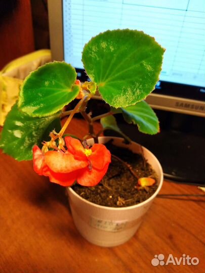 Комнатные растения