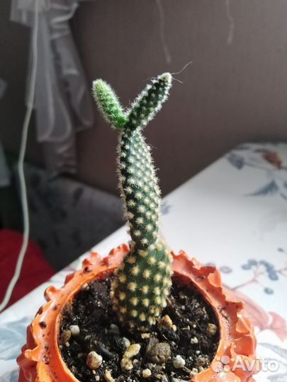 Кактус опунция мелковолосистая