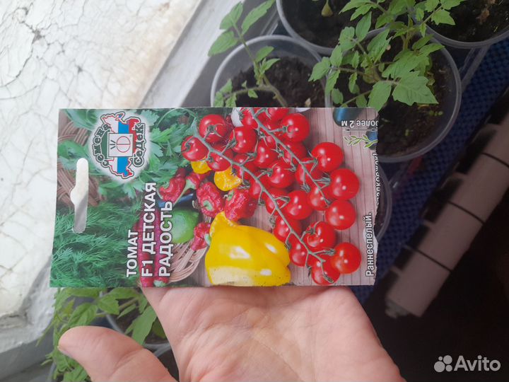 Рассада помидоров томатов