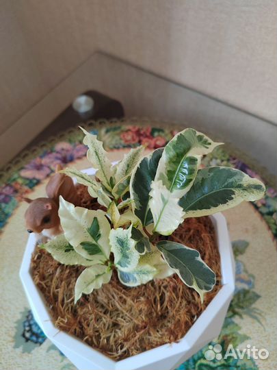 Цветы домашние в горшках